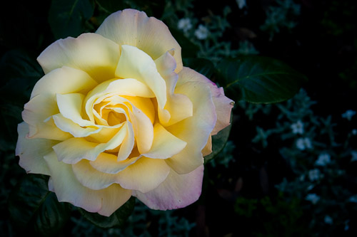 cream Solway rose.jpg